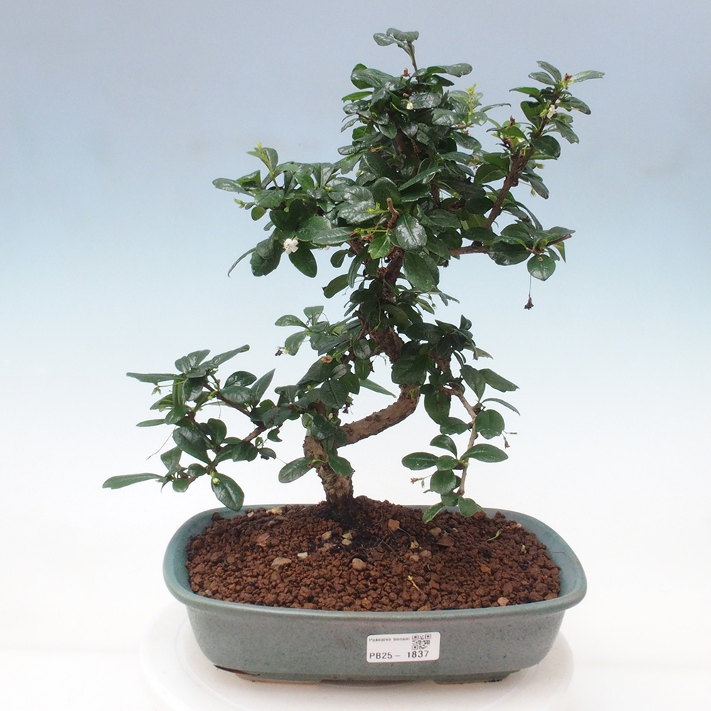 Izbová bonsai - Carmona macrophylla - Čaj fuki