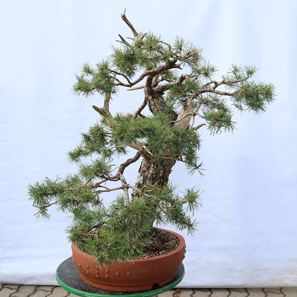 Pinus sylvestris Španielsko – borovica lesná