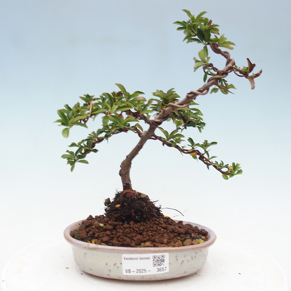 Vonkajšie bonsaje-Pyracantha Teton -Hlox