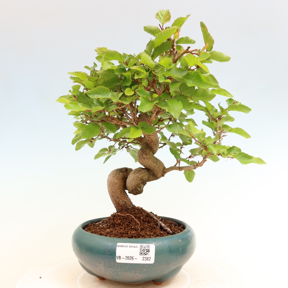 Vonkajší bonsaj -Carpinus coreana - Hrab kórejský
