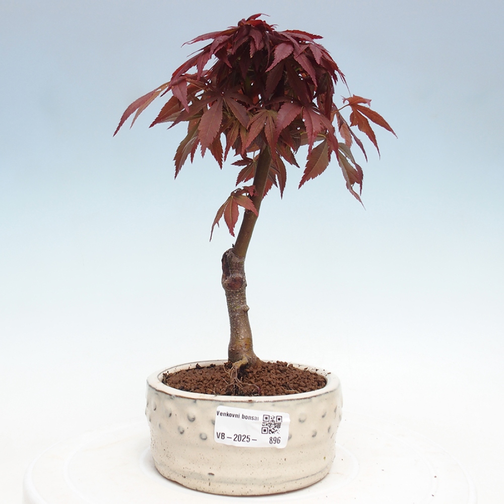 Vonkajší bonsai - Acer palm. Atropurpureum-Javor dlanitolistý