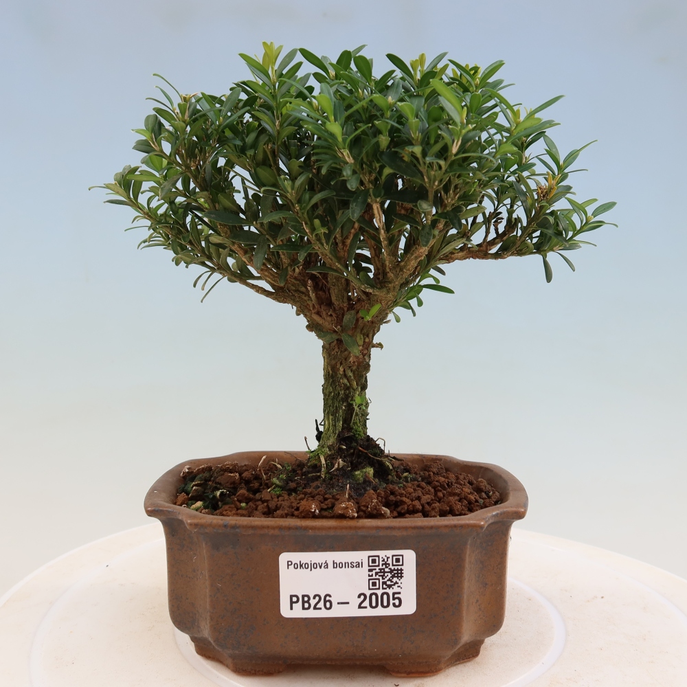 Izbové bonsaje - Buxus harlandii - korkový buxus