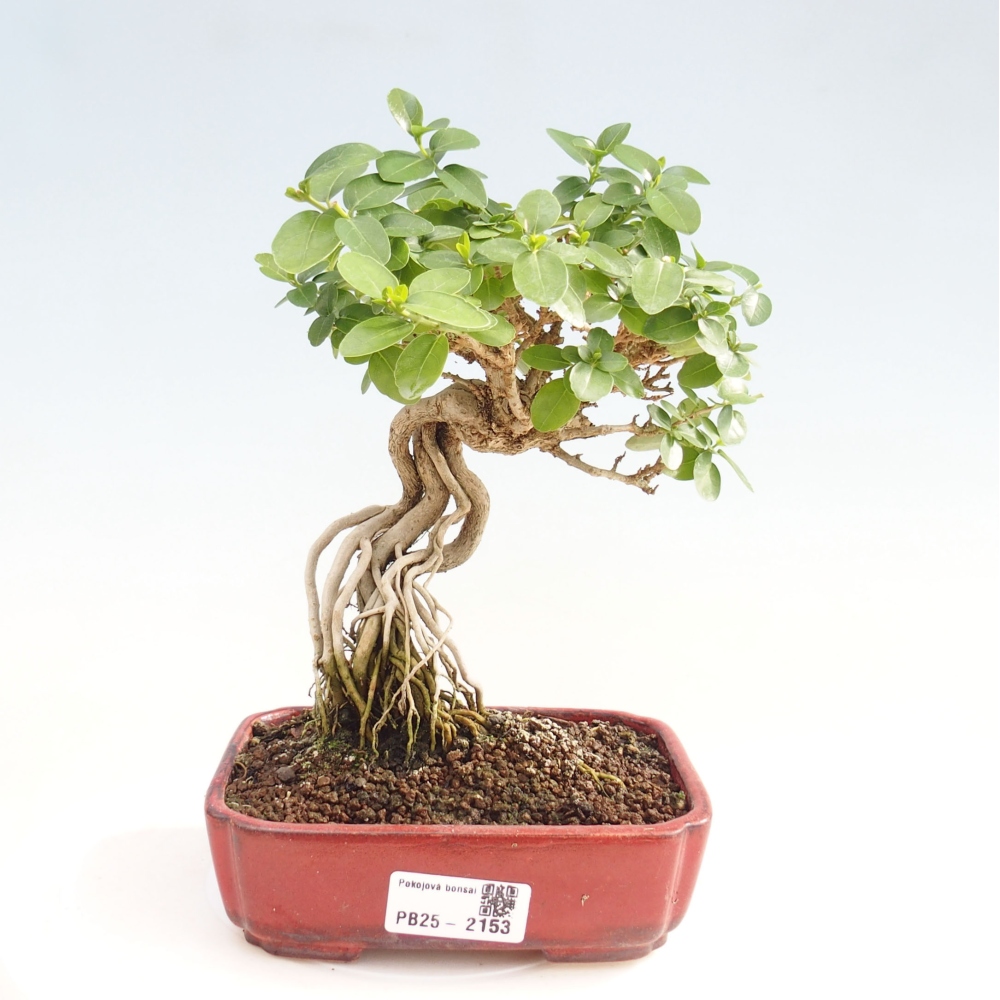 Izbová bonsai - Premna serratifolia - Kozlovoň malolistá