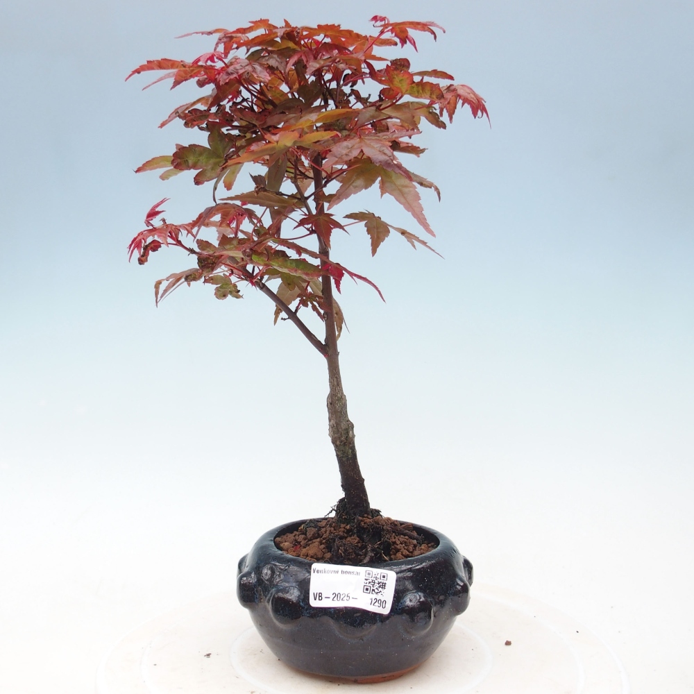 Vonkajšie bonsai - Javor dlaňolistý - Acer palmatum DESHOJO