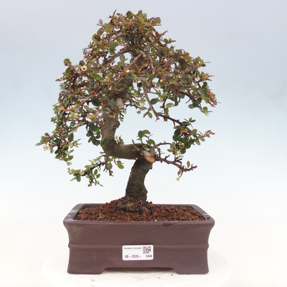 Vonkajší bonsaj-Cotoneaster dammeri - Damerova skala