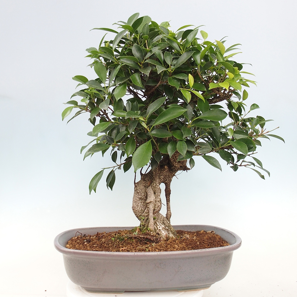 Izbový bonsaj - Ficus kimmen - drobnolistý fikus - len osobný odber alebo preprava na paletách