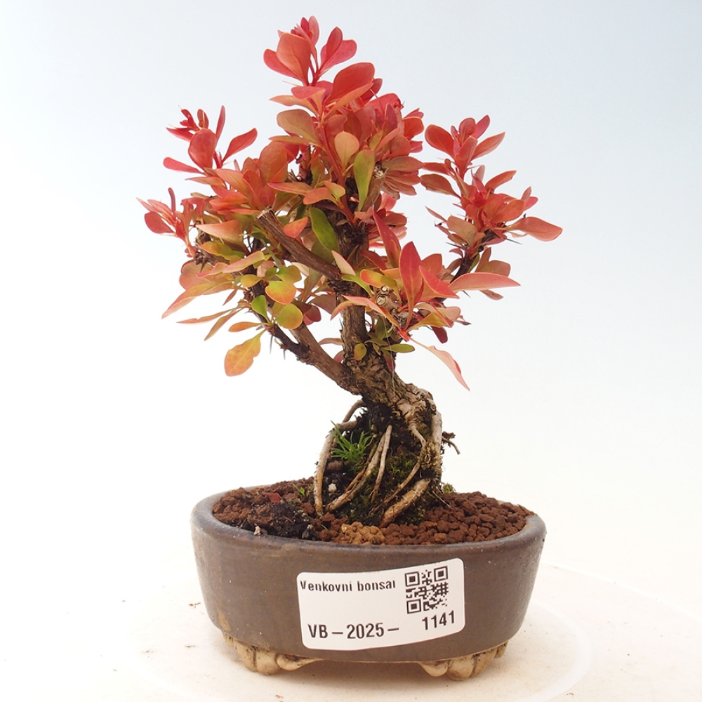 Vonkajší bonsai - Berberis thunbergii Kobold - Drištál Thunbergov