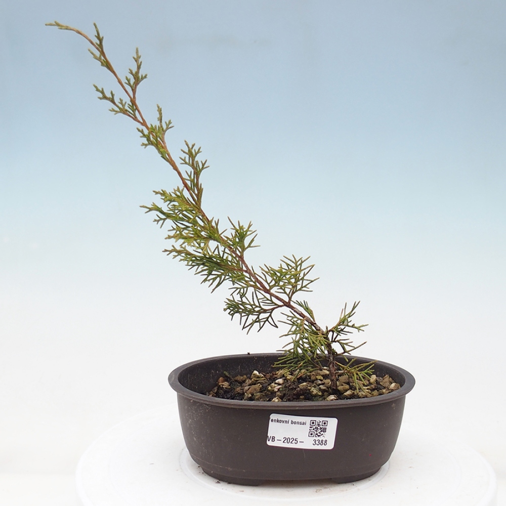 Vonkajší bonsai - Juniperus chinensis Itoigawa -Jalovec čínsky
