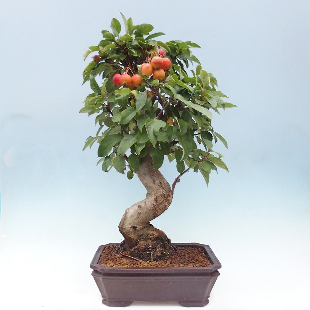 Vonkajší bonsai -Malus halliana - Maloplodá jabloň