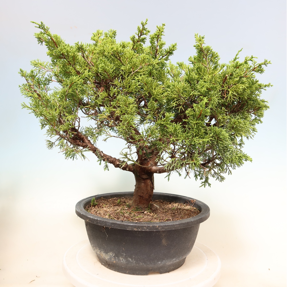 Vonkajší bonsai – Juniperus chinensis Itoigawa – čínsky jalovec
