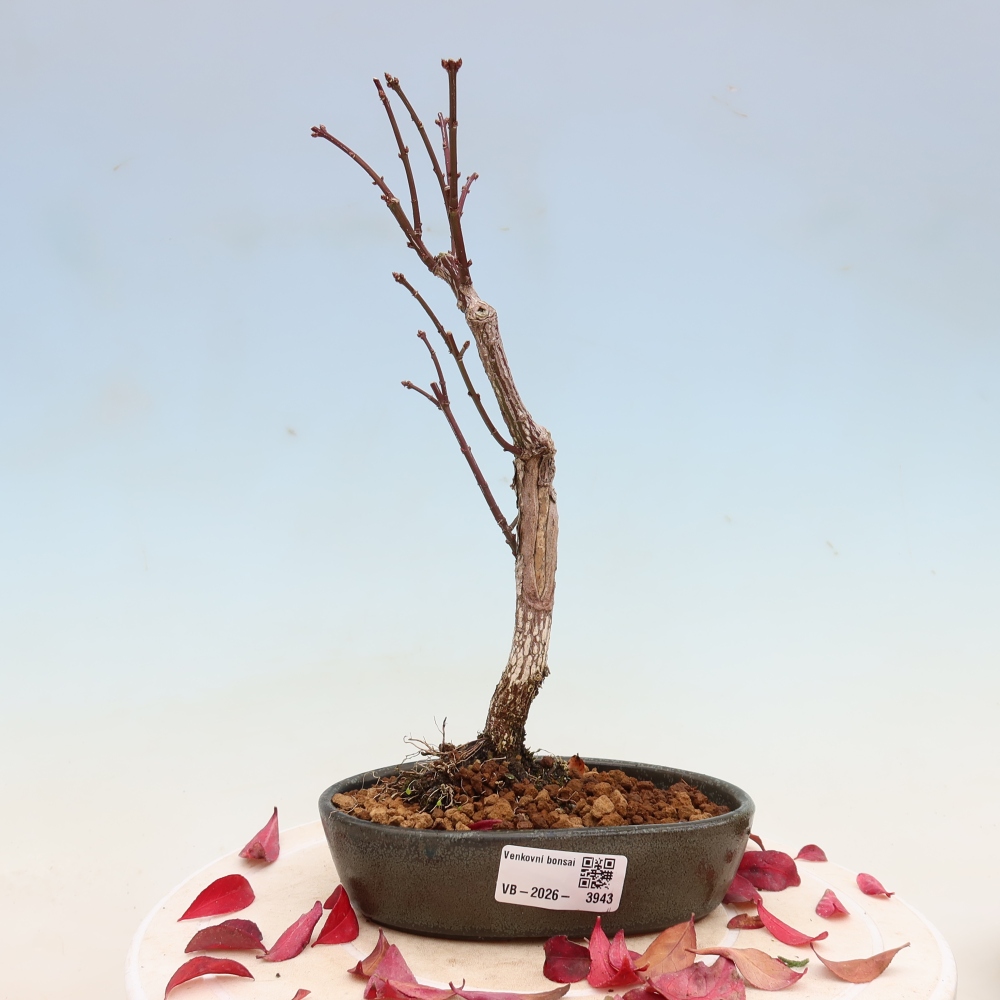Vonkajší bonsai – Euonymus alatus comactus – krídlatý brslen