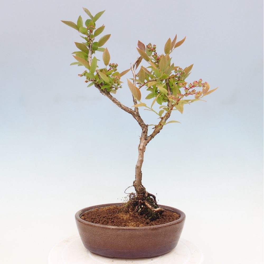 Vonkajšie bonsai - kanadská čučoriedka - Vaccinium corymbosum