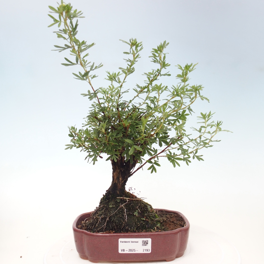 Vonkajšia bonsai-Nátržník krovitá - potentila fruticosa yellow Bird