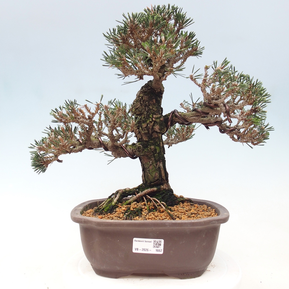 Vonkajší bonsaj - Pinus thunbergii Kotobuki - borovica Thunbergova