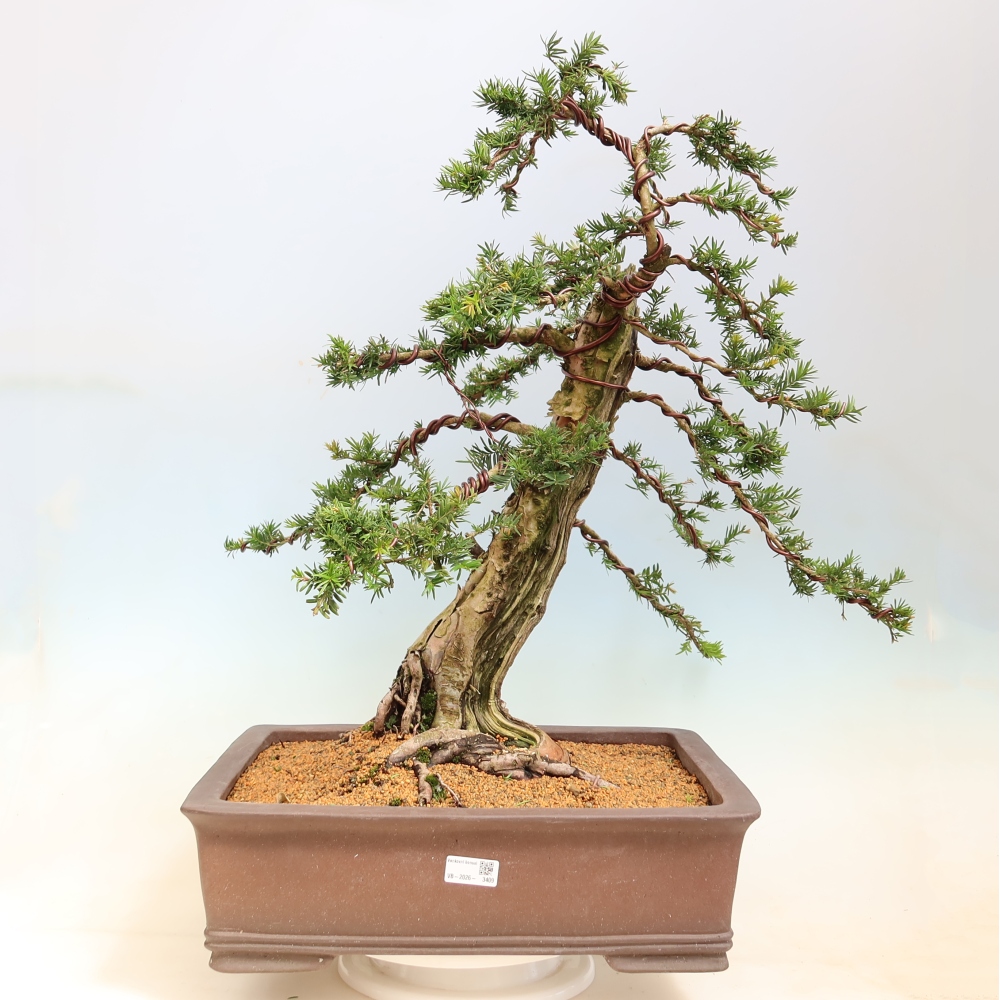 Vonkajší bonsai – Taxus baccata – Tis červený