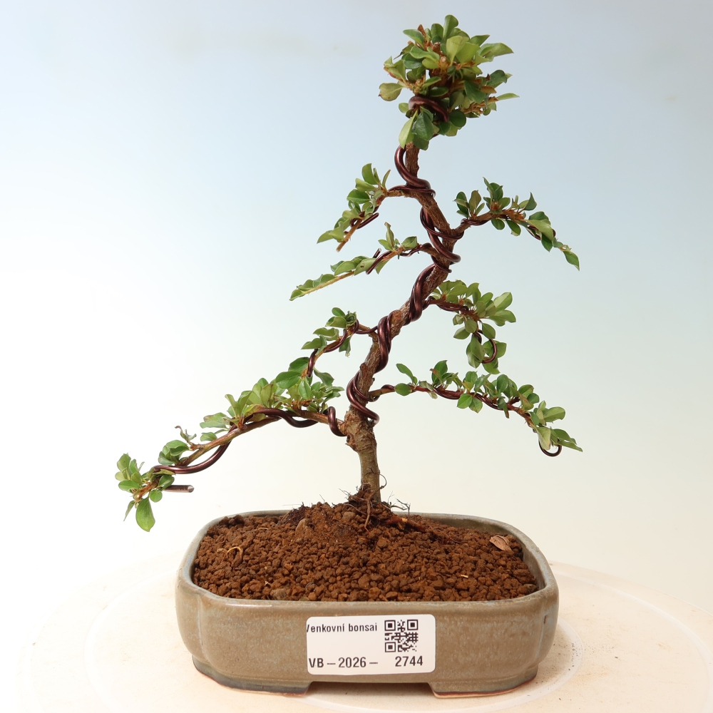 Vonkajšie bonsaje - Cotoneaster horizontalis - Skalnaté hory