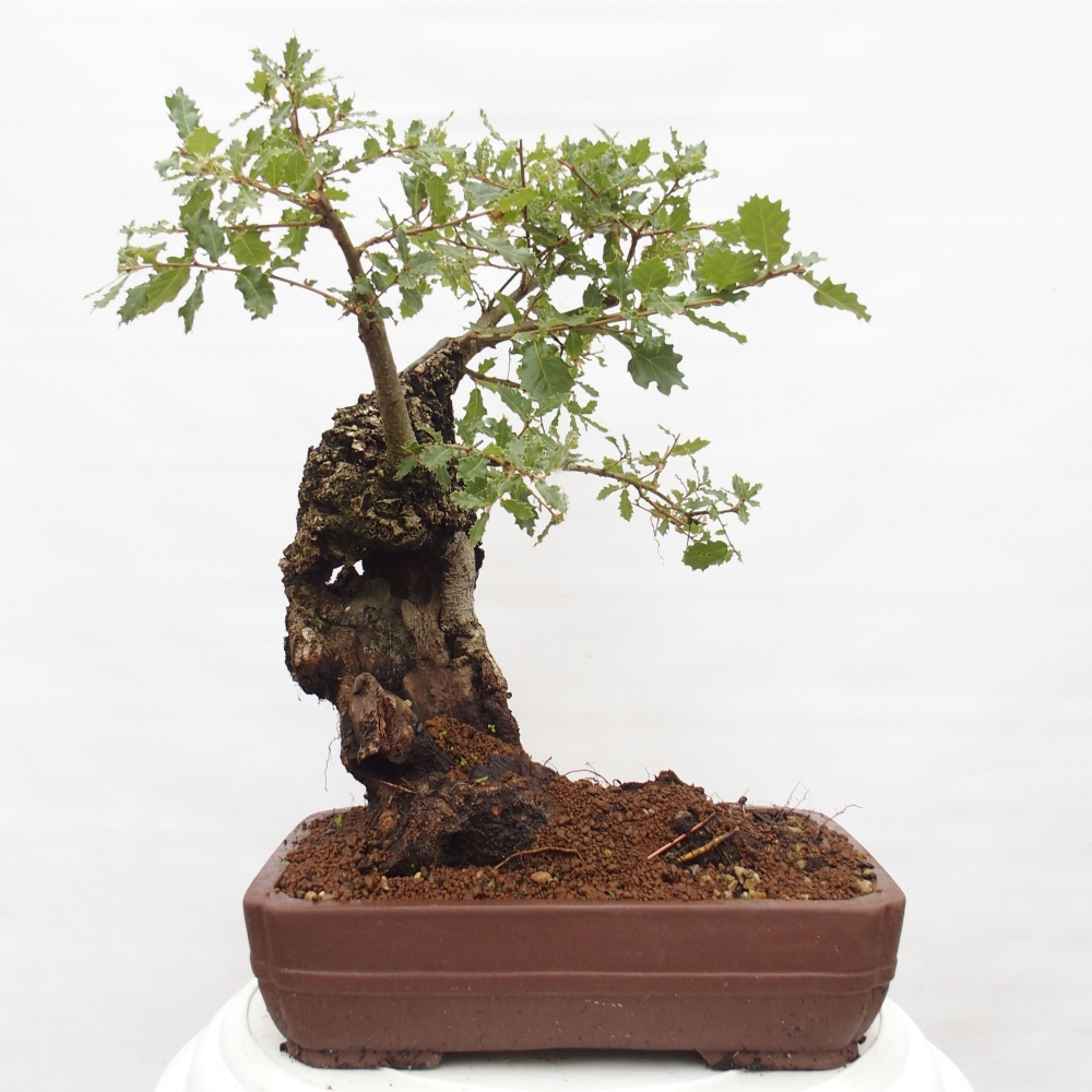 Yamadori - Quercus Ilex -Dub cezmínovitý