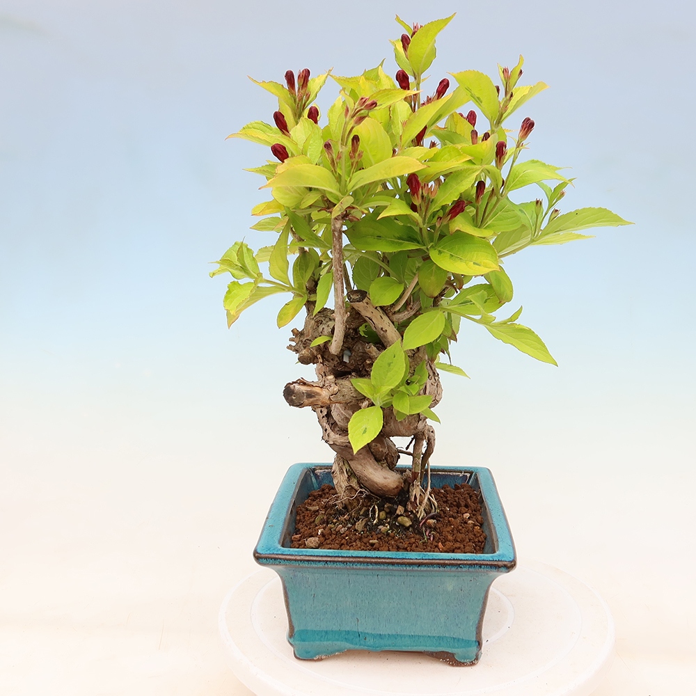 Vonkajší bonsai – Weigela subsessilis – vajgélia kórejská