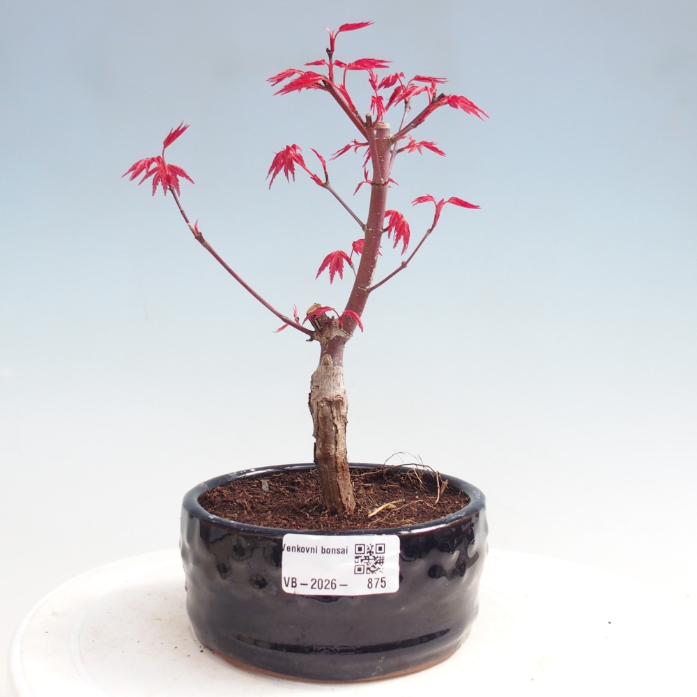 Vonkajší bonsaj - Acer palmatum DESHOJO