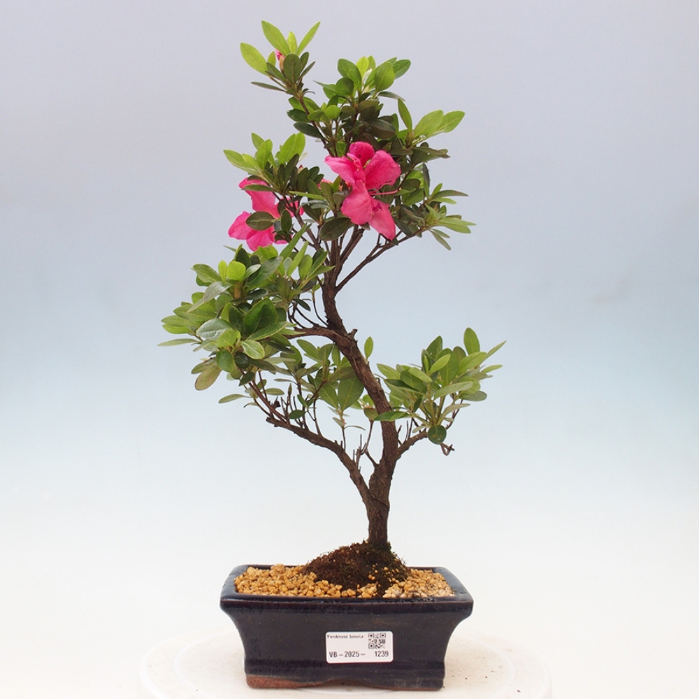 Vonkajší bonsai - Japonská azalka - Azalea sp.