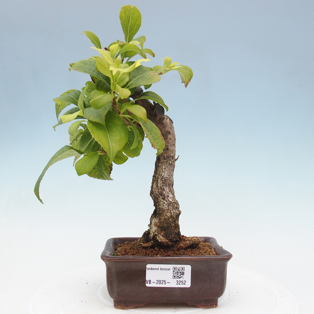 Vonkajšie bonsai - Celastrus Jesenec
