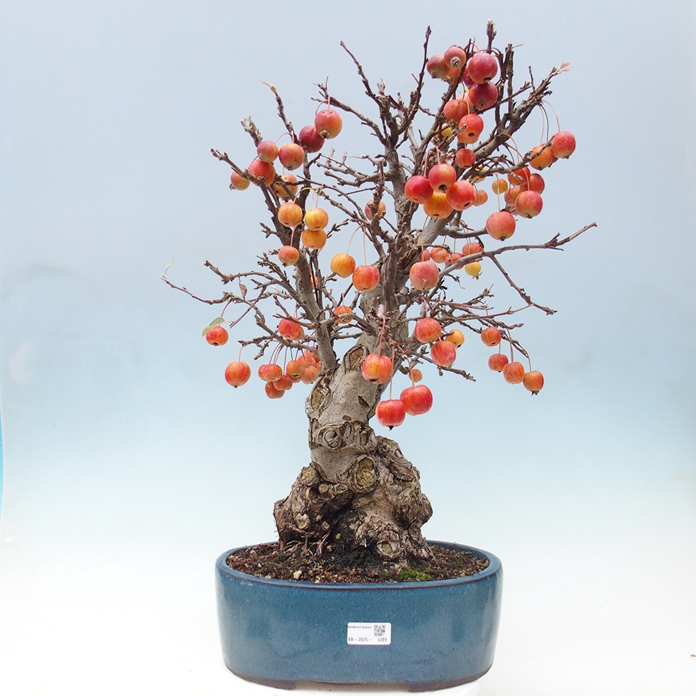 Vonkajší bonsai -Malus halliana - Maloplodá jabloň