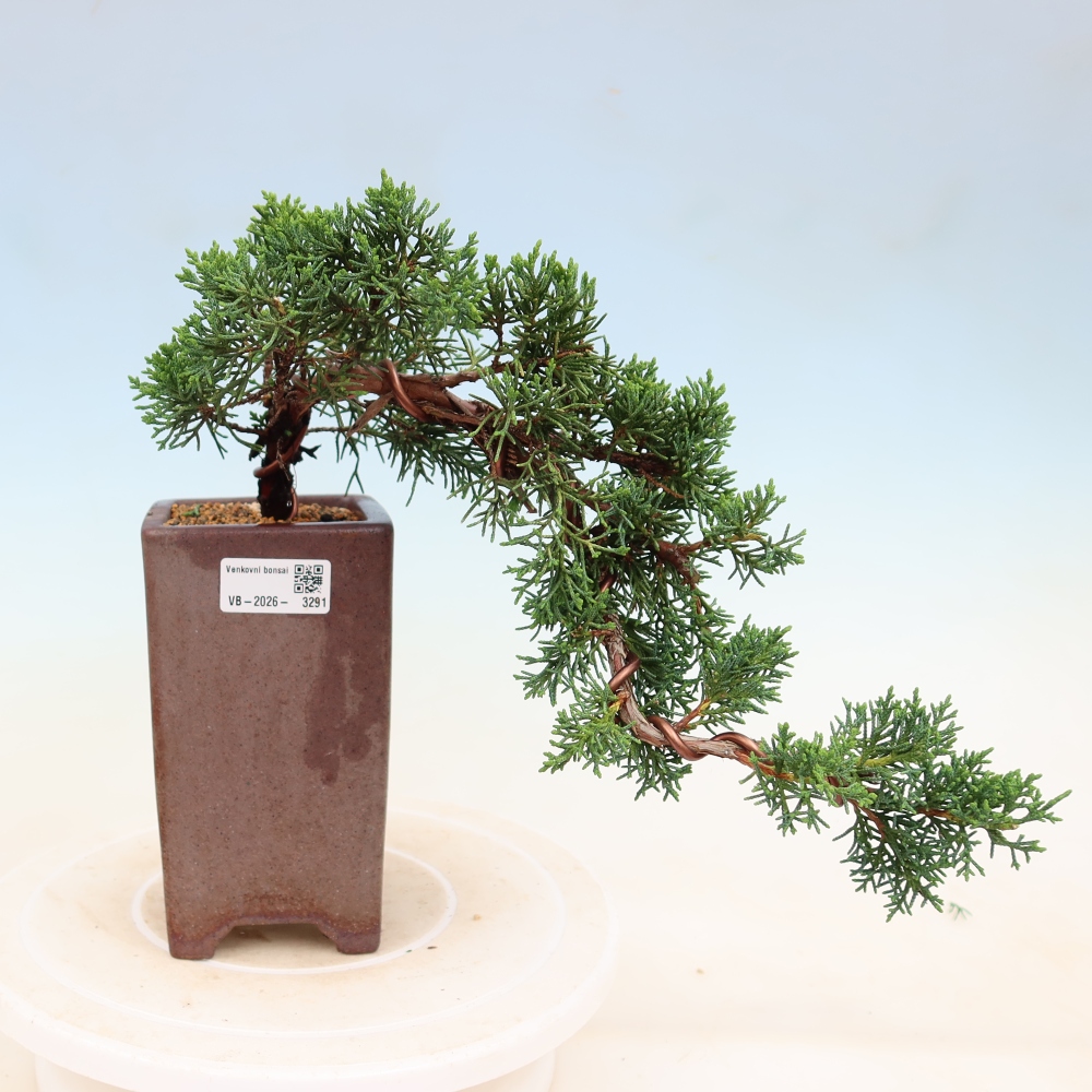 Vonkajší bonsaj - Juniperus chinensis Kishu