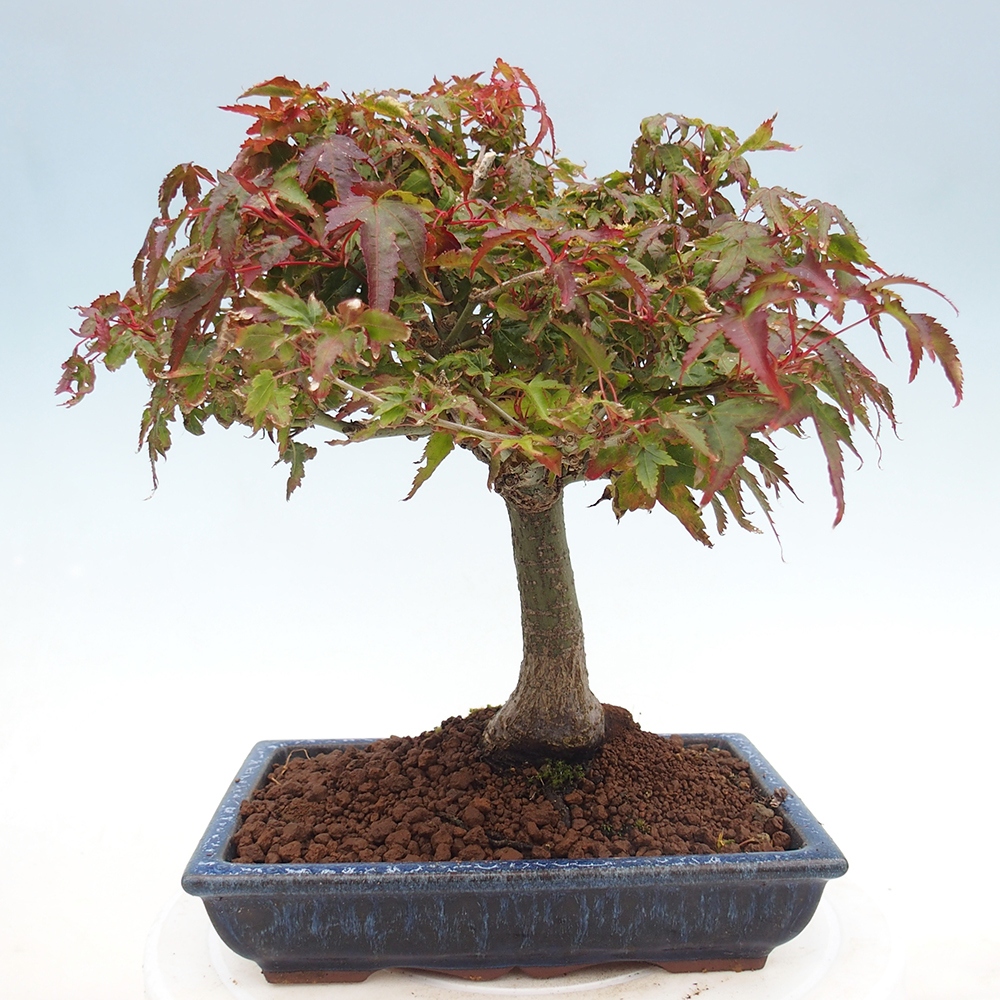 Acer palmatum KIOHIME - Javor palmetový