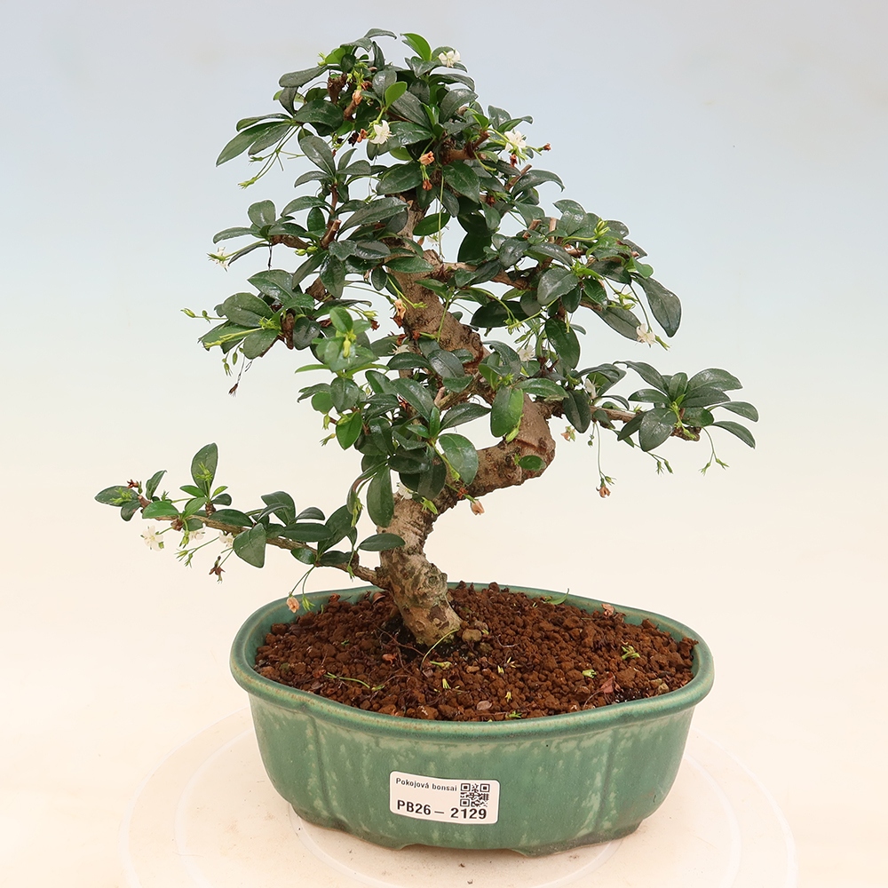 Izbové bonsaje - Carmona macrophylla - Tea fuki