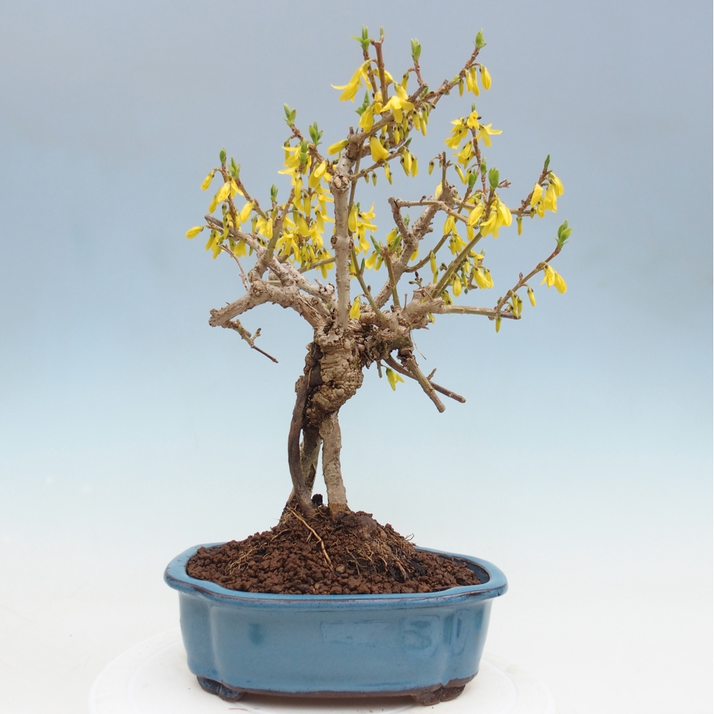 Vonkajšie bonsaje - Zlatice - Forsythia koreana