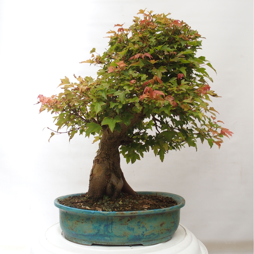 Vonkajšie bonsai - Javor Buergerianum - Javor Burgerův