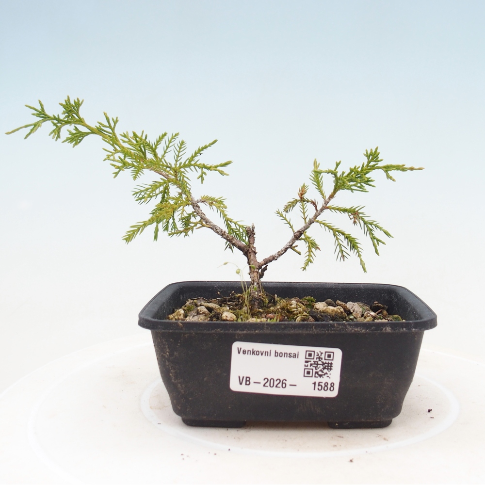 Vonkajší bonsaj - Juniperus chinensis Itoigawa