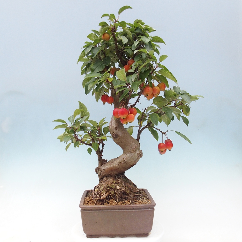 Vonkajší bonsai -Malus halliana - Maloplodá jabloň