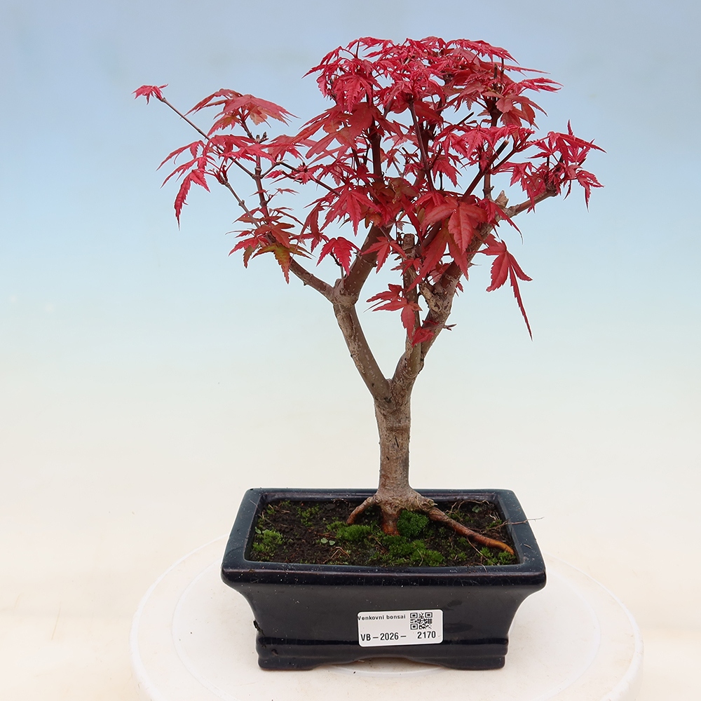 Vonkajší bonsaj - Acer palmatum DESHOJO