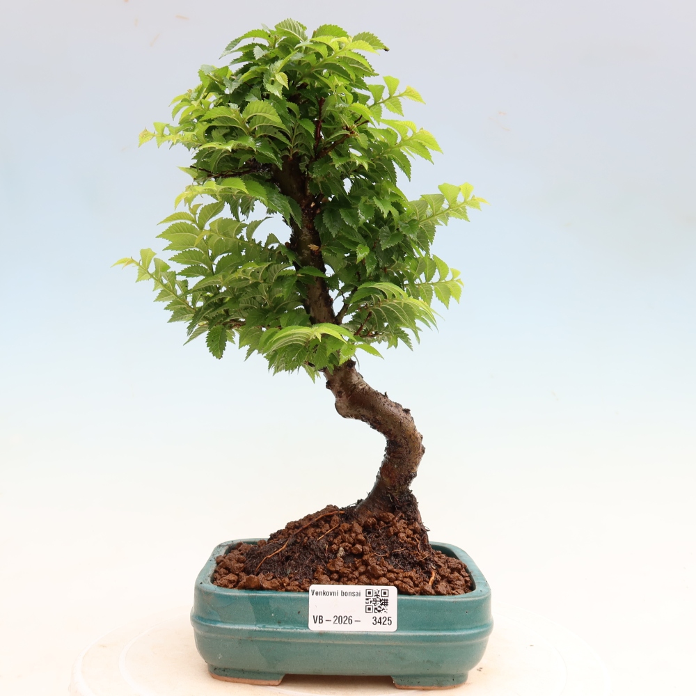 Vonkajší bonsai – Ulmus Jacqueline Hillier – javor krásny