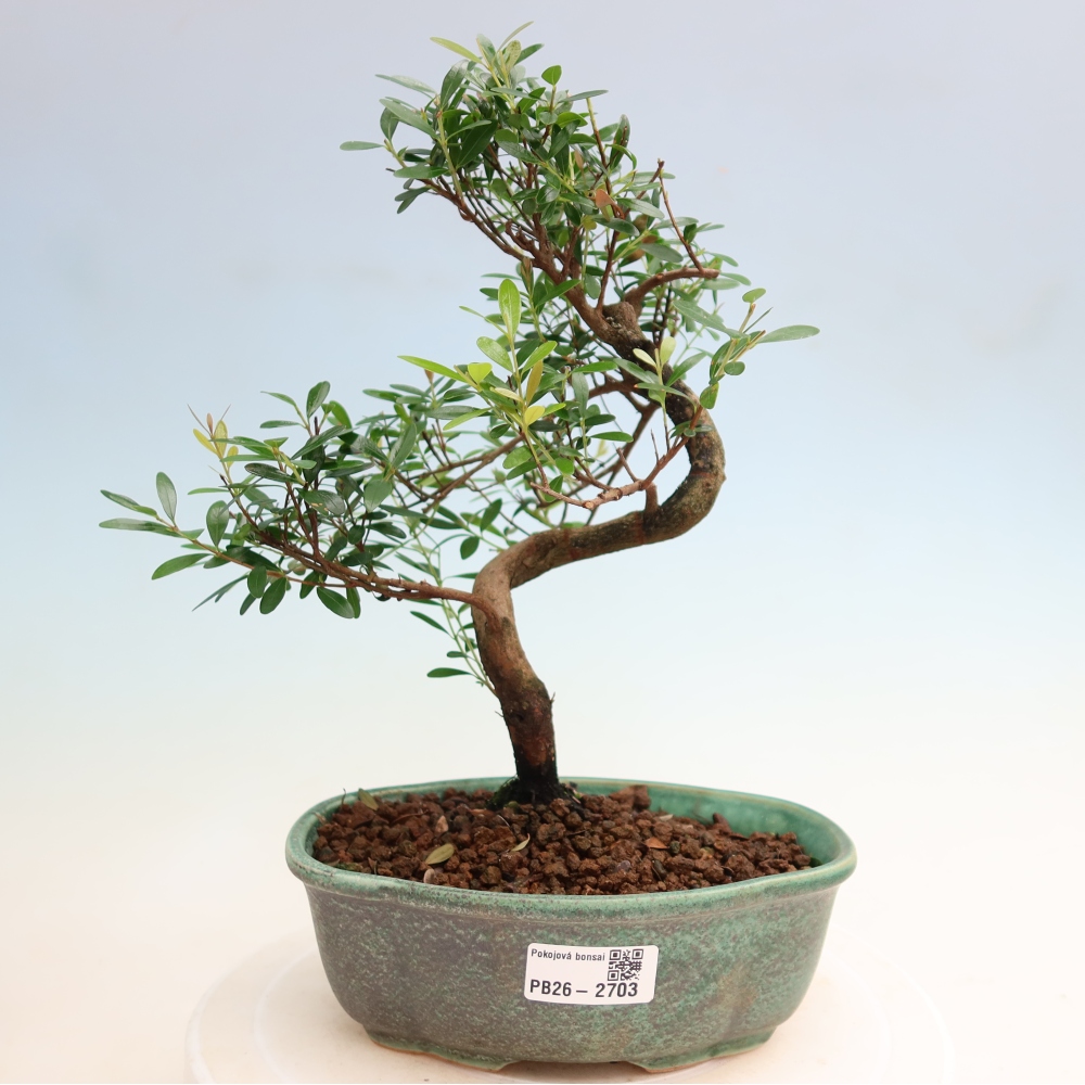 Izbové bonsaje - Syzygium - Pimento