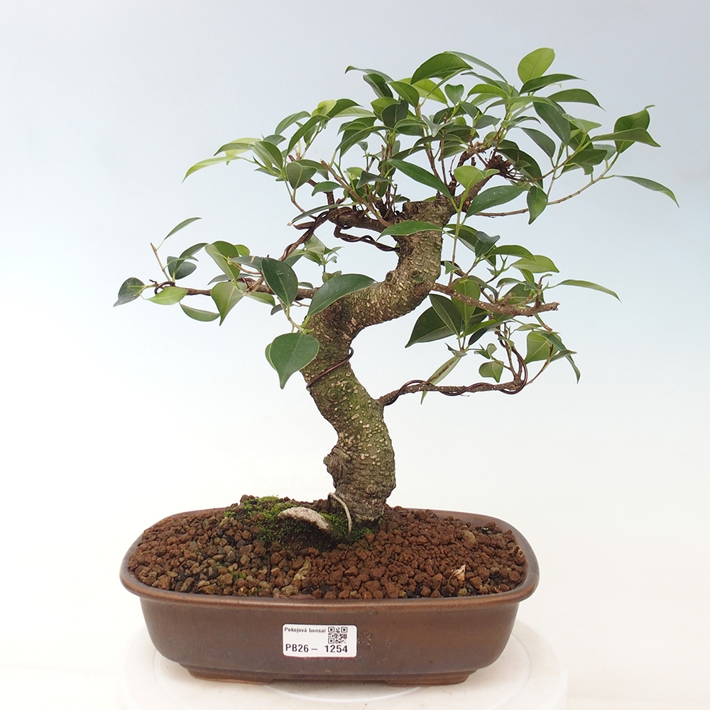 Izbová bonsai - Ficus kimmen - malolistá fikus