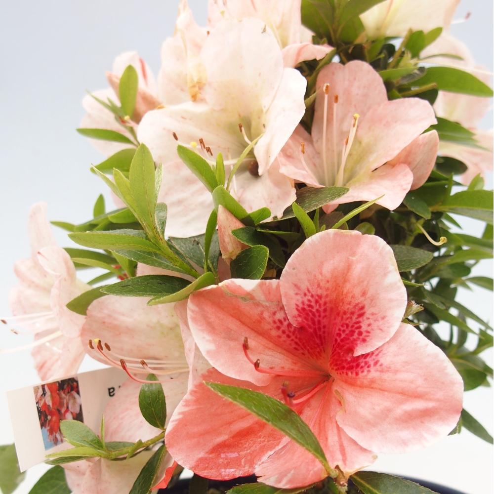 Vonkajší bonsai - Japonská azalka -  Azalea Asazakura