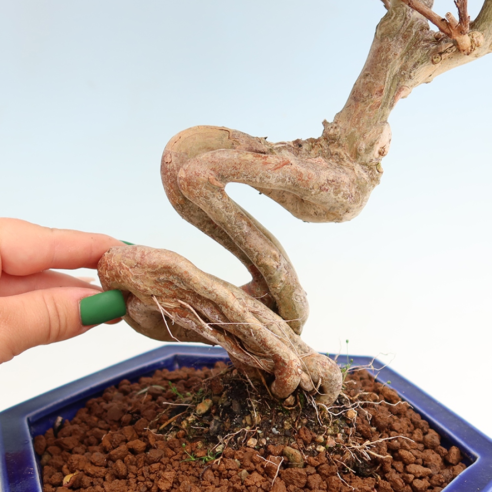 Izba bonsai – Lagerstroemia indica – indický orgován