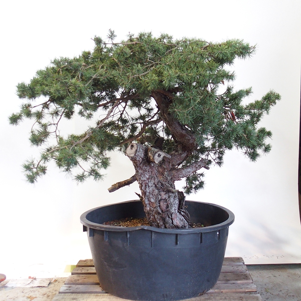 Yamadori - Pinus sylvestris Španielsko