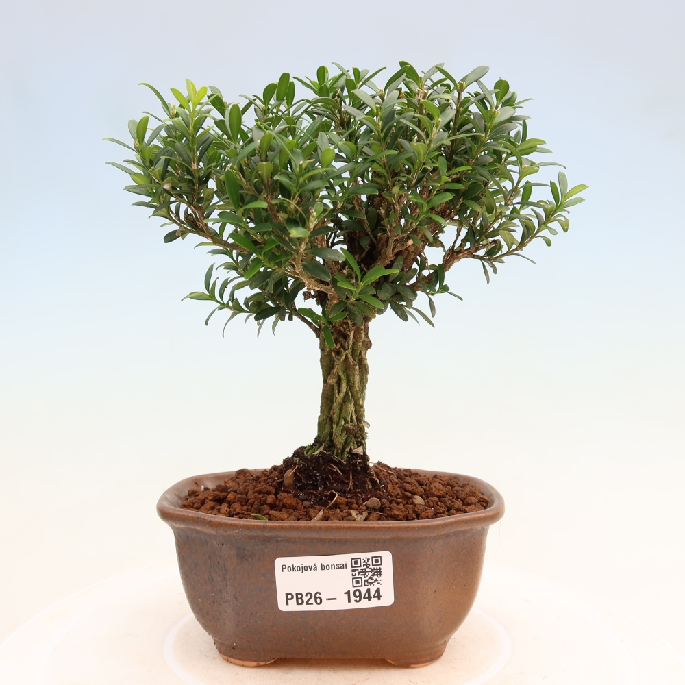 Izbové bonsaje - Buxus harlandii - korkový buxus