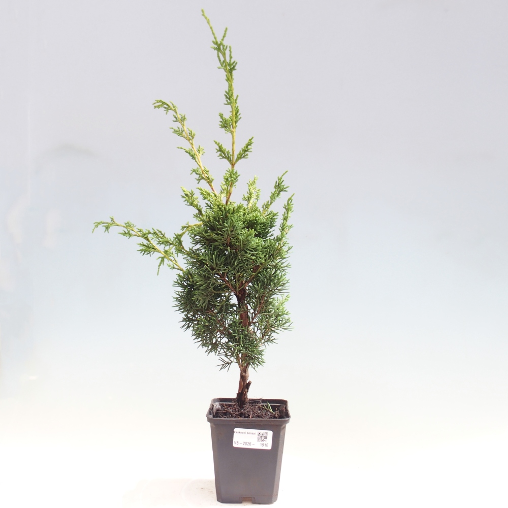 Vonkajší bonsaj - Juniperus chinensis Kishu