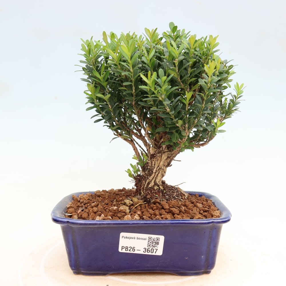Izbové bonsaje - Buxus harlandii - korkový buxus