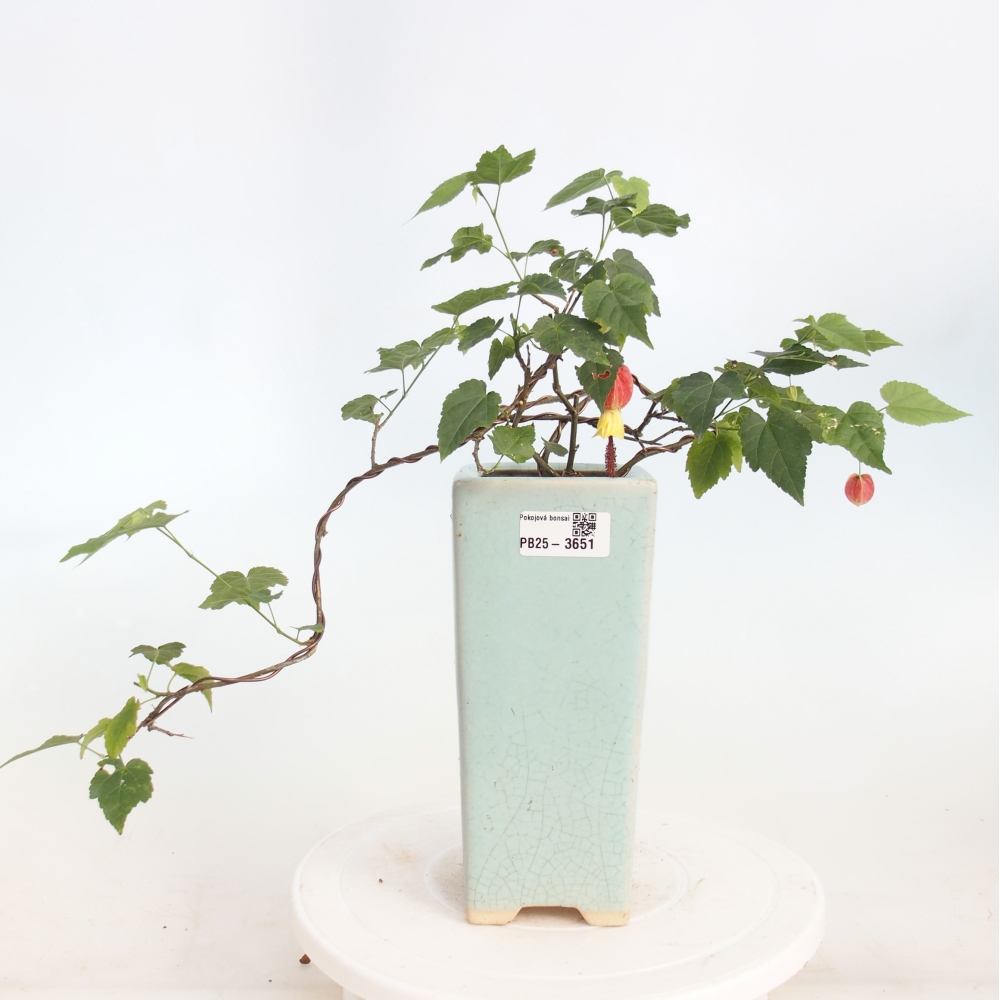 Izbový bonsaj - Abutilon Big Bell - Cloudberry