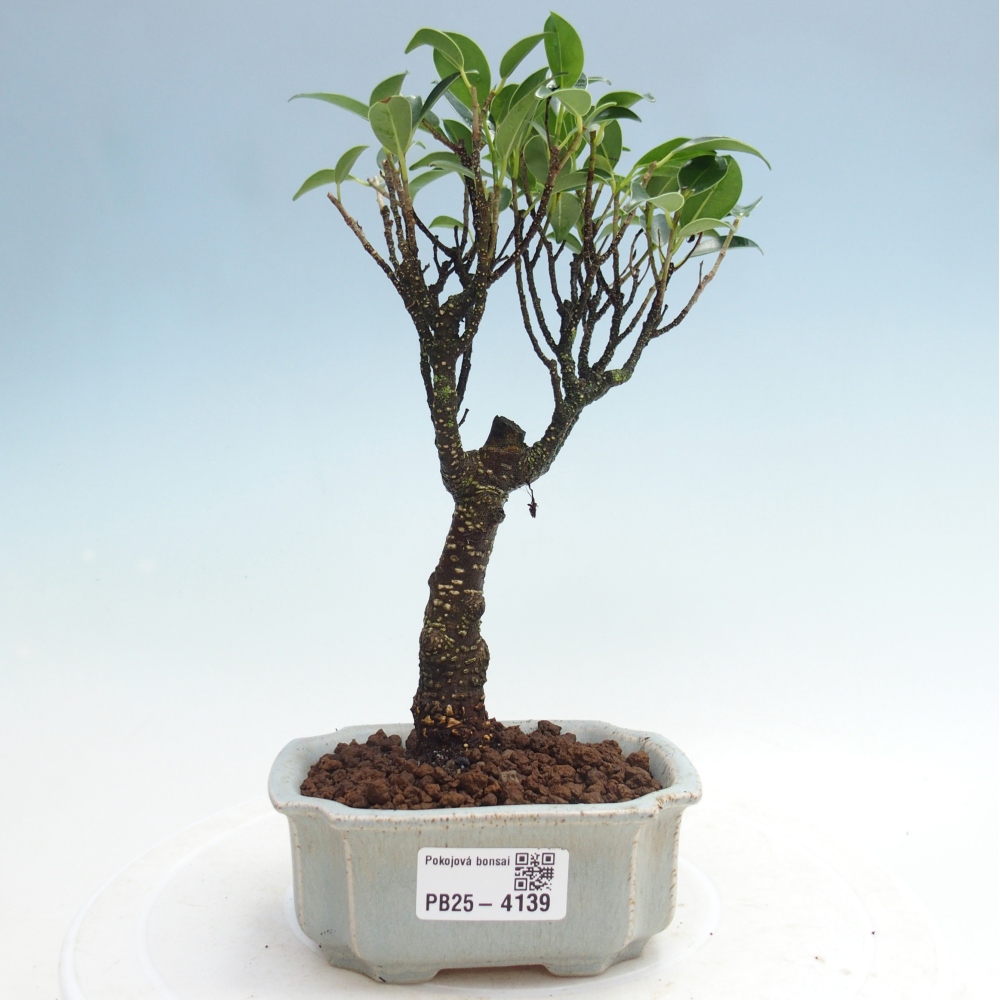 Izbové bonsaje Ficus retusa kimmen
