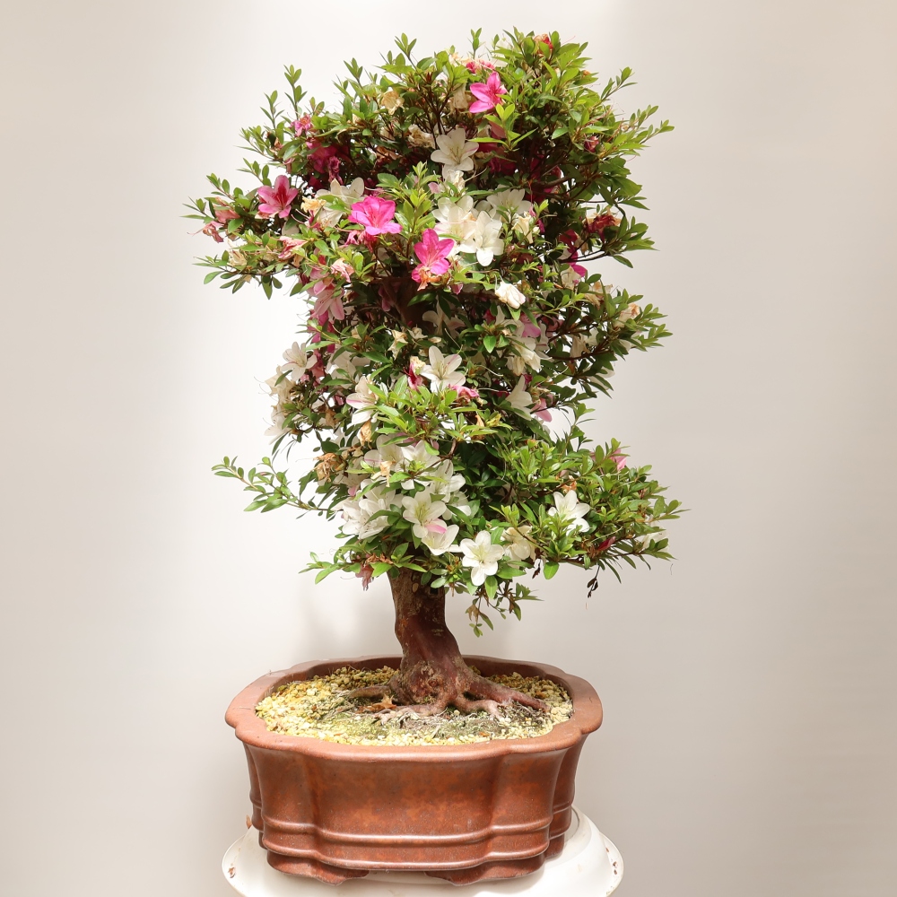 Vonkajšie bonsaje - Japonské azalky - Azalea Shunen