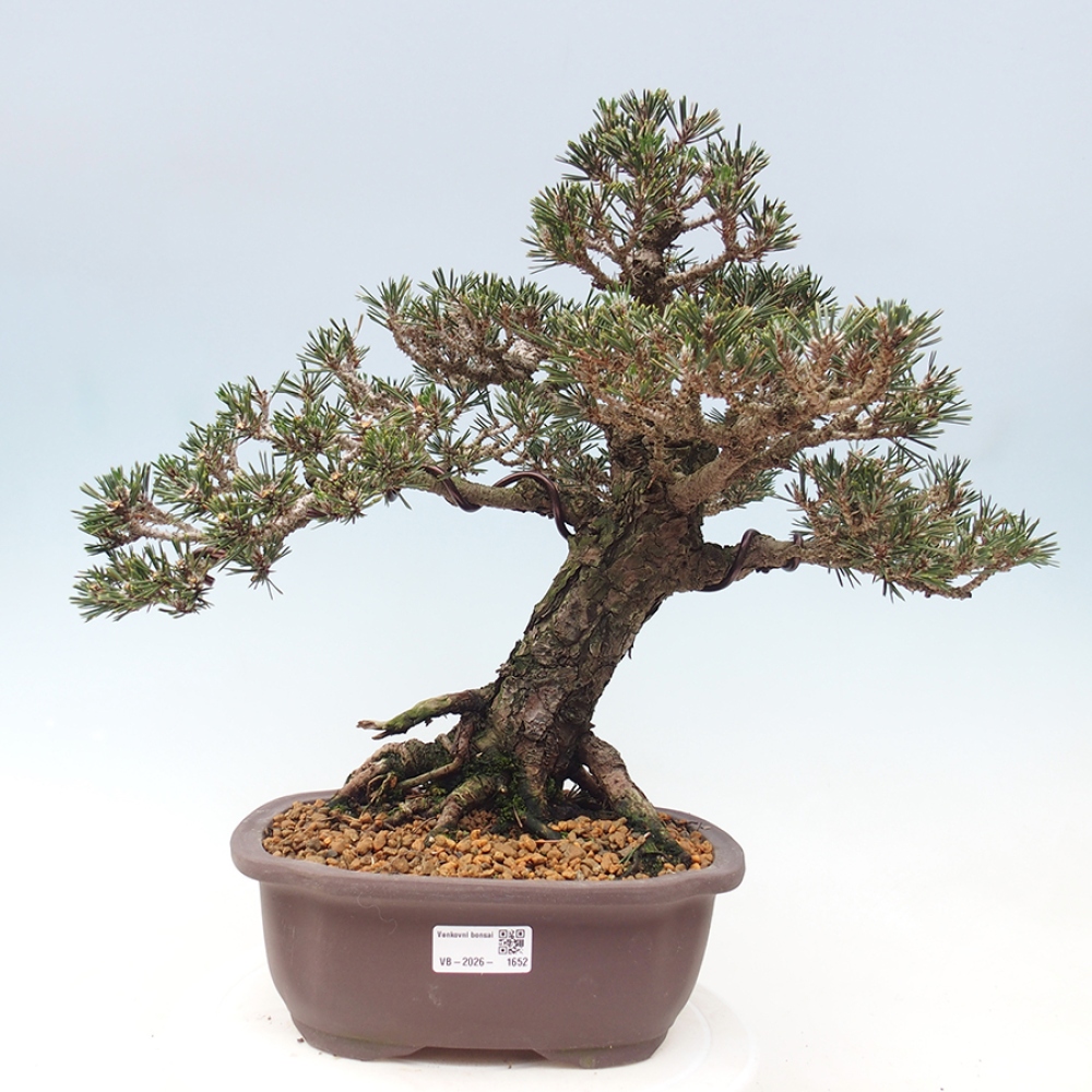 Vonkajšia bonsaj - Pinus thunbergii Kotobuki - borovica Thunbergova