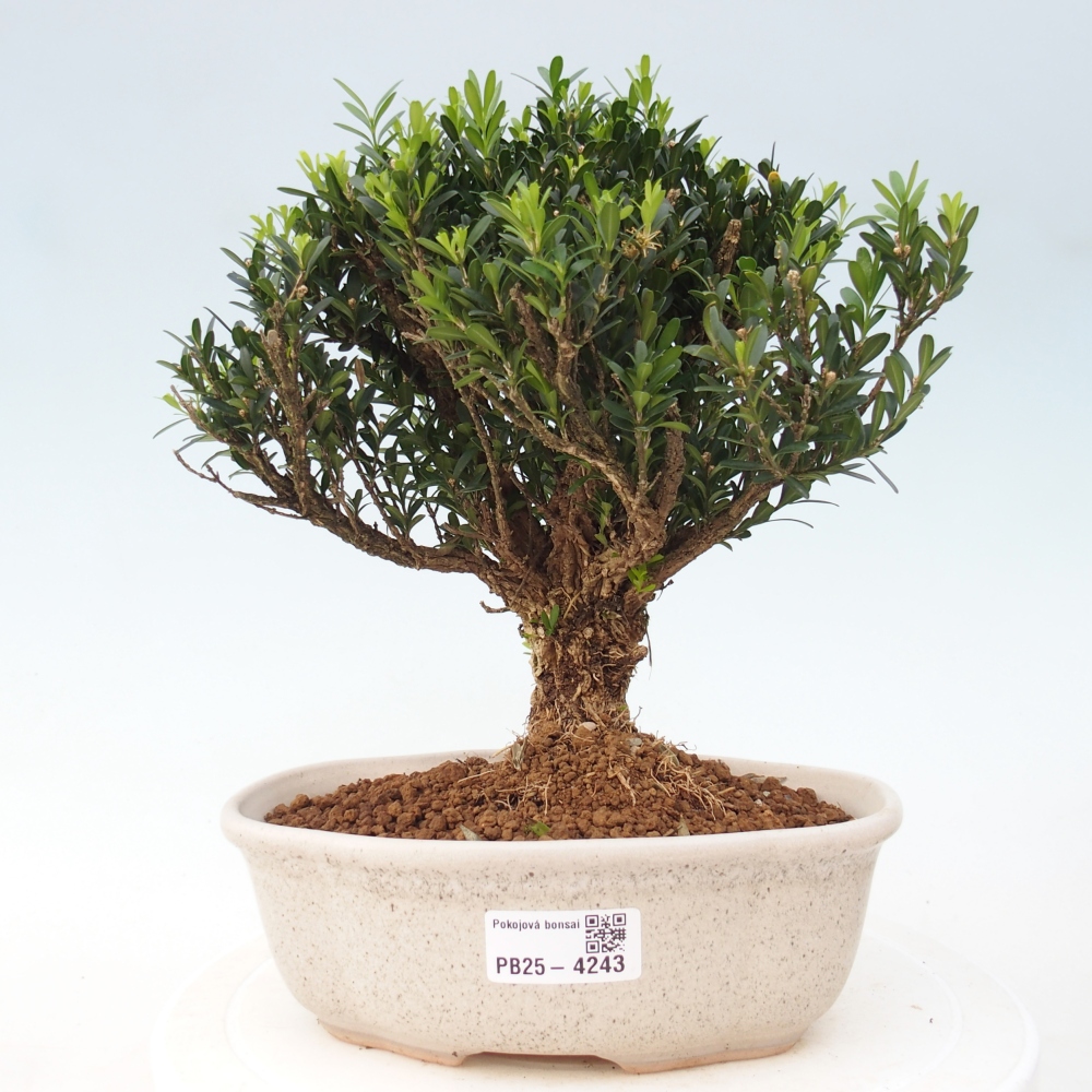 Izbové bonsaje - Buxus harlandii - korkový buxus