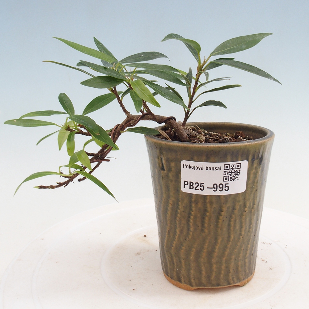 Izbová bonsai - Ficus nerifolia - malolistý fikus
