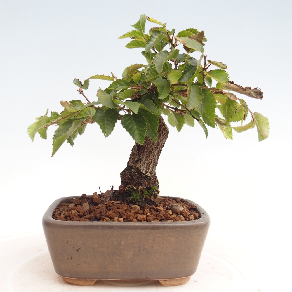 Vonkajší bonsai -Carpinus CARPINOIDES - Hrab kórejský